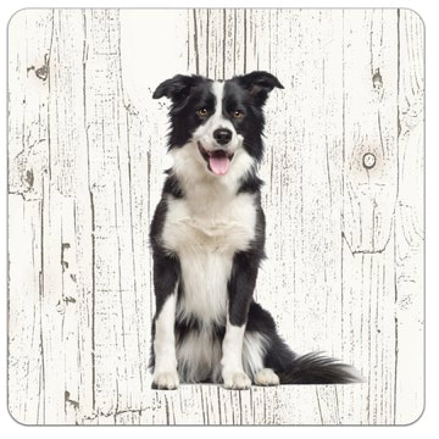 Houten onderzetters Bordercollie